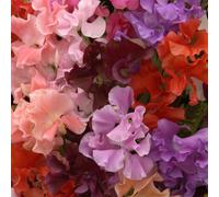 Thompson & Morgan Sweet Pea Sweet Dreams 5cm Plug x 6 + Pistachio T...