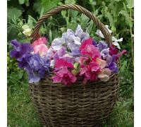 Thompson & Morgan Sweet Pea Sweet Dreams Mixed 12 Deep Rooted Jumbo...