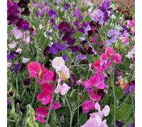 Thompson & Morgan Sweet Pea Sweet Dreams Mixed 6 Deep Rooted Jumbo