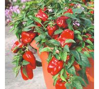 Thompson & Morgan Sweet Red F1 Pepper Easy Grow High Yield Disease Resistant Gourmet Flavour Seed Packet