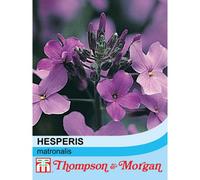 Thompson & Morgan Sweet Rocket - Hesperis Matronalis - 1 Seed Packet (500 Seeds)