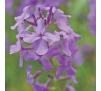 Thompson & Morgan Sweet Rocket Hesperis Matronalis Lilac Purple Blooms Fragrant Pollinator-Friendly 9Cm Pot