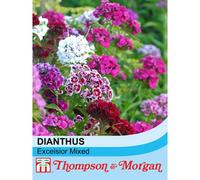 Thompson & Morgan Sweet William Excelsior Mixed 1 Packet (300 Seeds)