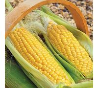 Thompson & Morgan Sweetcorn Golden Gate 1 Seed Packet