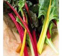Thompson & Morgan Swiss Chard Beet Bright Lights Rubbed F1 Hybrid 1 Seed Packet, Multi