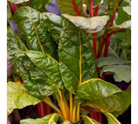 Thompson & Morgan Swiss Chard Bright Lights Rainbow Stem Easy-Grow Nutrient-Rich Veg Patch Or Patio 1 Packet 40 Seeds T&m