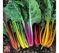 Thompson & Morgan Swiss Chard Celebration 1 Seed Packet (200 Seeds)