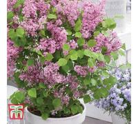 Thompson & Morgan Syringa (Lilac) Meyeri Flowerfesta Pink 9Cm Potted Plant X 3