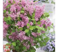 Thompson & Morgan Thompson & Morgan Syringa meyeri Flowerfesta Pink 3 Litre Potted Plant x 1, Pink