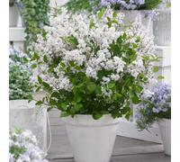 Thompson & Morgan Syringa Meyeri Flowerfesta White (Standard) 3 Litre Potted Plant X 1