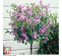 Thompson & Morgan Syringa Meyeri Palibin (Standard) 2 Litre Potted Plant X 4