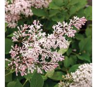 Thompson & Morgan Syringa Patula Violet Uprising Fragrant Upright Shrub With Large Violet Blooms For Hedges & Sunny Spots - 1X 3L Potted Plant