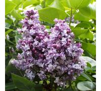 Thompson & Morgan Syringa Vulgaris Katherine Havemeyer 5 Litre Potted Plant X 1