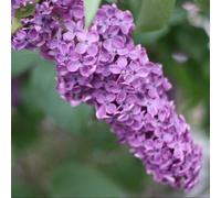 Thompson & Morgan Syringa X Chinensis Saugeana 4 Litre Potted Plant X 1