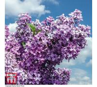 Thompson & Morgan Syringa X Chinensis Saugeana 9Cm Pot X 1