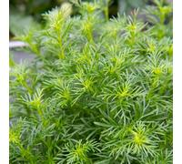 Thompson & Morgan Tagetes Dropshot Unique Liquorice Herb - Edible Foliage Annual Culinary Herb For Pots & Chefs - 15 Seeds