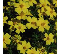 Thompson & Morgan Tagetes Lemon Gem 1 Seed Packet
