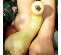 Thompson & Morgan Tahiti Melon Squash Large Sweet 5-10Kg Fruits Heritage Butternut Excellent Keepers Roasting Perfect