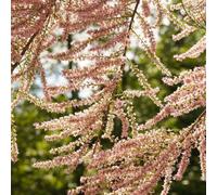 Thompson & Morgan Tamarix Tetrandra - Hardy Deciduous Shrub Pink Plume Flowers Award-Winning Full Sun 1X Bareroot