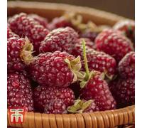 Thompson & Morgan Tayberry Buckingham 9Cm Pot X 3