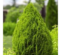 Thompson & Morgan Thuja Brabant Evergreen Conifer Hedge Plant - Fast Growing Bare Root 30/40Cm