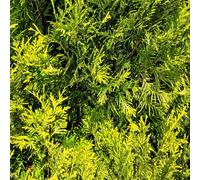 Thompson & Morgan Thuja Occidentalis Sunkist - Vibrant Orange-Yellow Evergreen Conifer - Award-Winning Rhs Plant - 1 Litre Potted