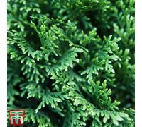 Thompson & Morgan Thuja Plicata Can Can 9Cm Pot X 1