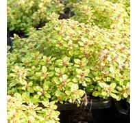 Thompson & Morgan Thymus Archer's Gold 1 Litre Potted Plant X 1