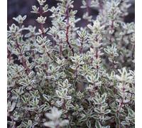 Thompson & Morgan Thymus Silver Posie 1 Litre Potted Plant X 1