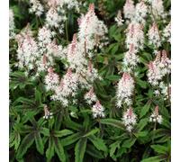 Thompson & Morgan Tiarella Spring Symphony Herbaceous Perennial Creamy-White Starry Flowers Purple-Leaf Markings 3L Potted Plant
