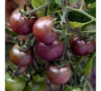 Thompson & Morgan Tomato Black Cherry 1 Seed Packet, Purple