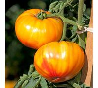 Thompson & Morgan Thompson & Morgan Tomato Buffalosun F1 1 Packet