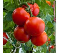 Thompson & Morgan Tomato Crimson Crush F1 1 Seed Packet