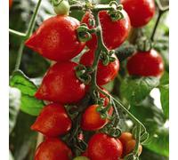 Thompson & Morgan Tomato Heartbreakers Vita F1 1 Seed Packet, Red
