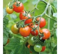 Thompson & Morgan Tomato Losetto F1 Hybrid 1 Seed Packet