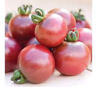 Thompson & Morgan Tomato Rosella F1 Hybrid 1 Seed Packet, Red