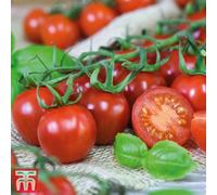Thompson & Morgan Tomato Rubylicious 1 Seed Packet (20 Seeds)