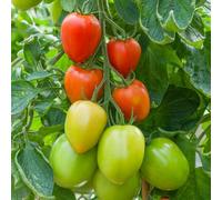 Thompson & Morgan Tomato Sahel F1 - Heavy Cropping Roma Disease Resistant Greenhouse Salad & Sauce - 1 Packet Seeds