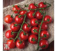 Thompson & Morgan Tomato Sweet Success 1 Seed Packet (8 Seeds)
