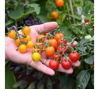Thompson & Morgan Tomato Tiny Temptations Collection 9cm Pot x 3 +...