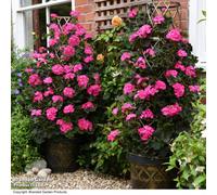 Thompson & Morgan Tower Pot & Trellis Patio Pot Kit - Black & Gold X 3 - Ideal For Climbing Plants