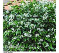Thompson & Morgan Trachelospermum Jasminoides 3 Litre Potted Plant X 1