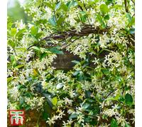 Thompson & Morgan Trachelospermum Jasminoides 3 Litre Potted Plant X 3