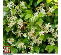 Thompson & Morgan Trachelospermum Jasminoides Star Of Toscane 3 Litre Potted Plant X 1