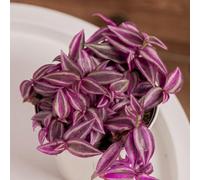 Thompson & Morgan Tradescantia Pink Paradise Houseplant - Neon Pink & Silver Trailing Tropical Plant - 10.5Cm Pot X 3