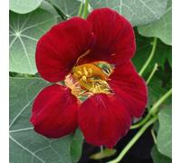 Thompson & Morgan Tropaeolum Majus Orchid Flame 1 Seed Packet, Red