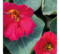 Thompson & Morgan Tropaeolum ( Nasturtum ) Minus Baby Deep Rose 1 Seed Packet