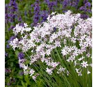 Thompson & Morgan Tulbaghia Violacea 9Cm Potted Plant - Pack Of 1 - Hardy Perennial - Evergreen - Outdoor Garden Plant
