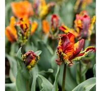 Thompson & Morgan Tulip Amazing Parrot Vibrant Orange Gold Rose-Pink Tropical Feathered Blooms Bold Statement 8X Or 16X Bulbs By Thompson And Morgan