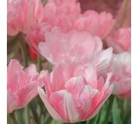 Thompson & Morgan Tulip Angelique 16 Bulbs